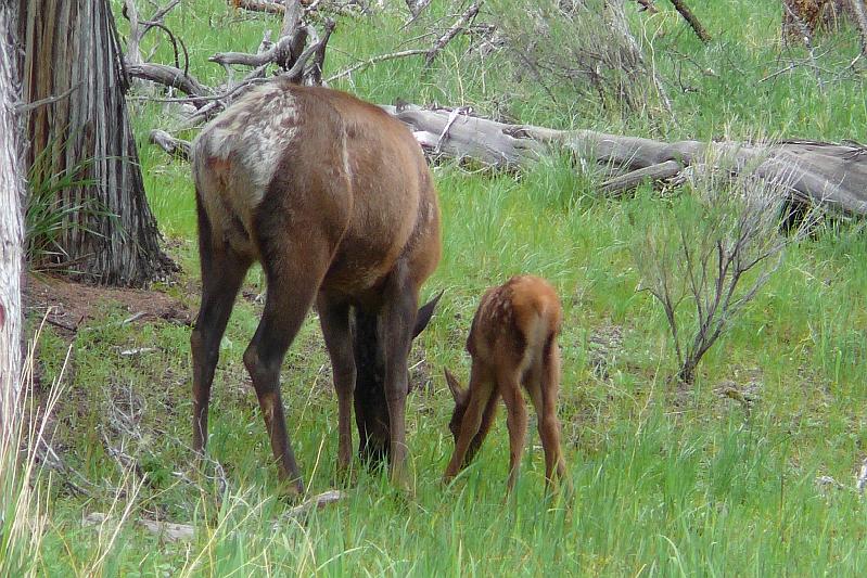 Elk and calf 1.jpg - They eat together.